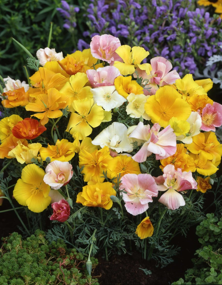 Mission bells California poppy