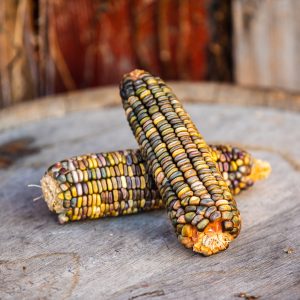 Kentucky rainbow dent corn