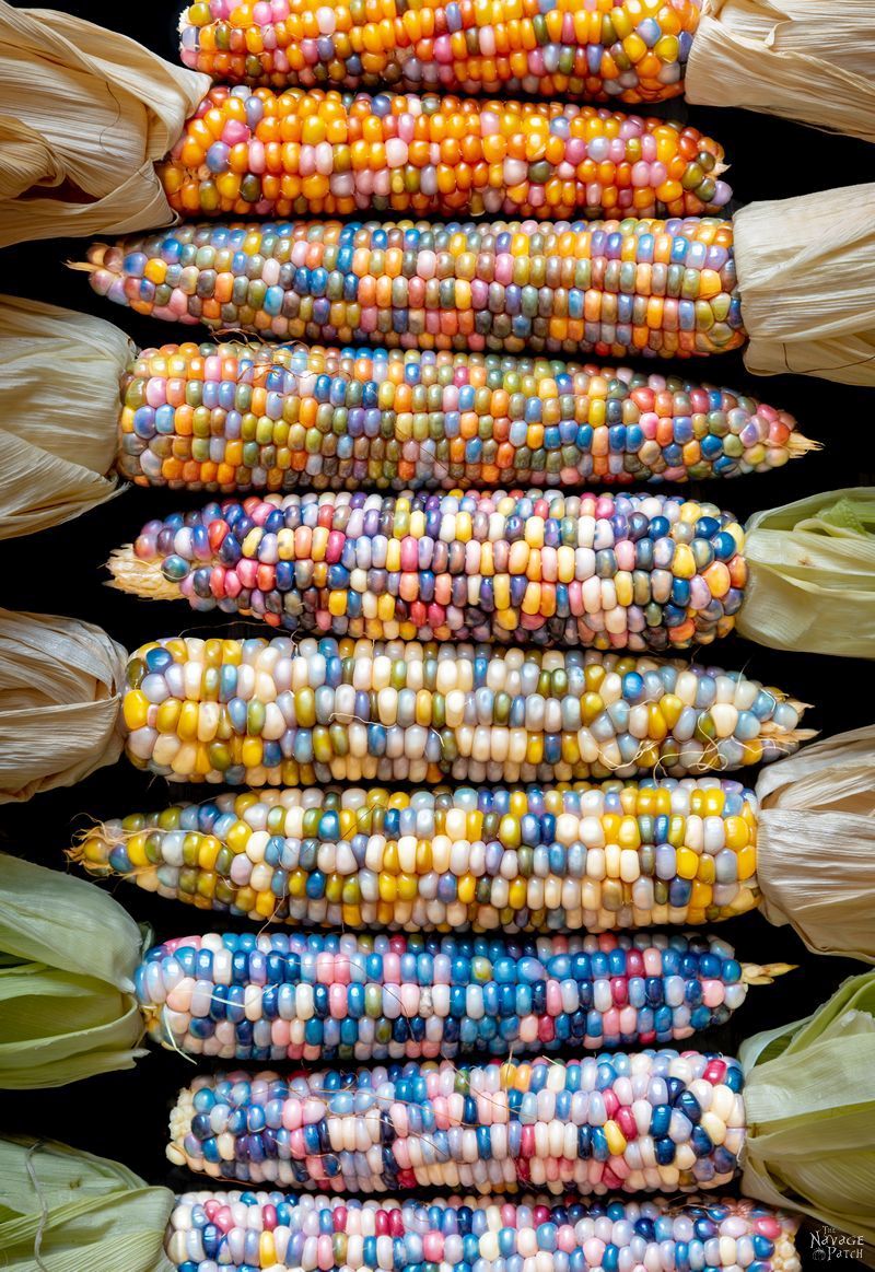 Kentucky rainbow dent corn