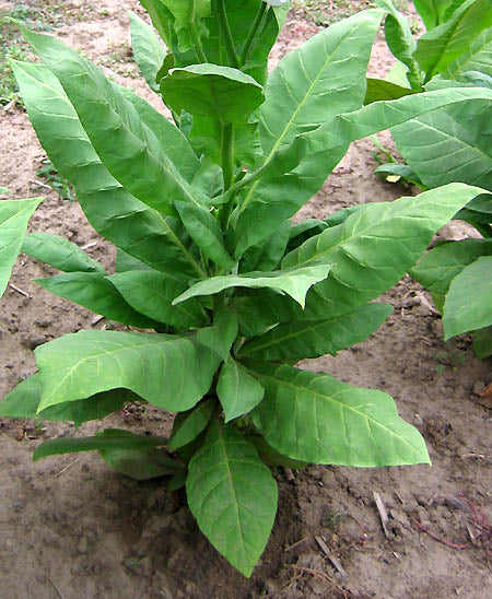 Virginia 15 Tobacco