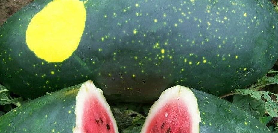 Red moon and stars watermelon