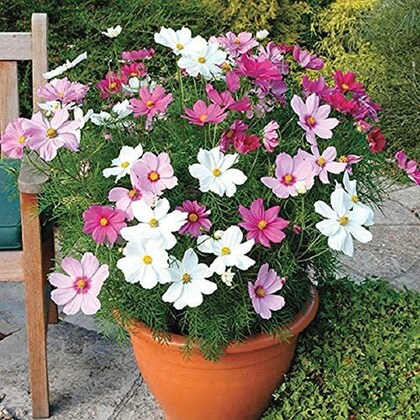 Dwarf cosmos mix