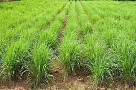 Lemon grass cuttings