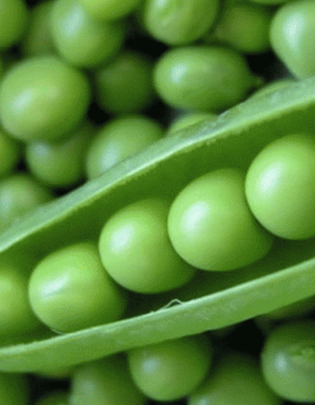 Lincoln homesteader peas