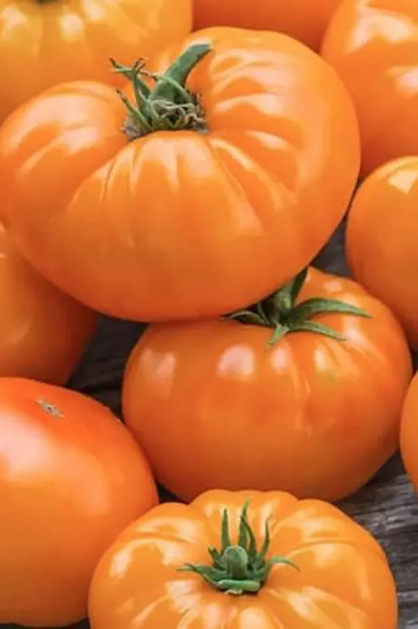 Amana orange tomato