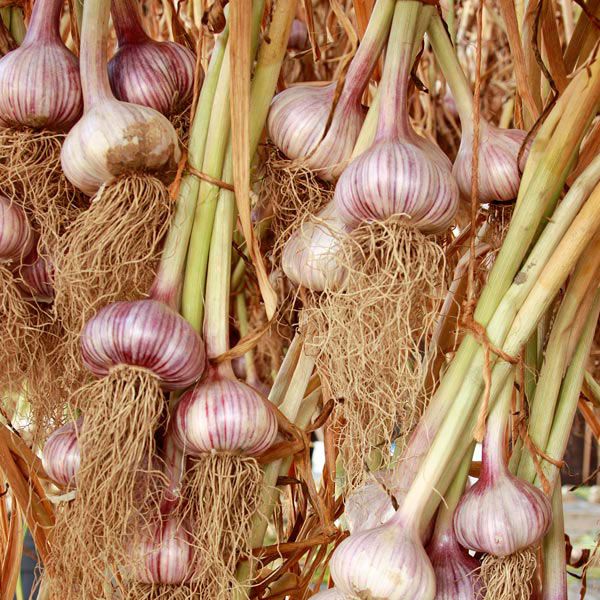 Chesnok red hardneck garlic