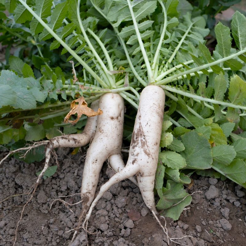 Giant daikon radish