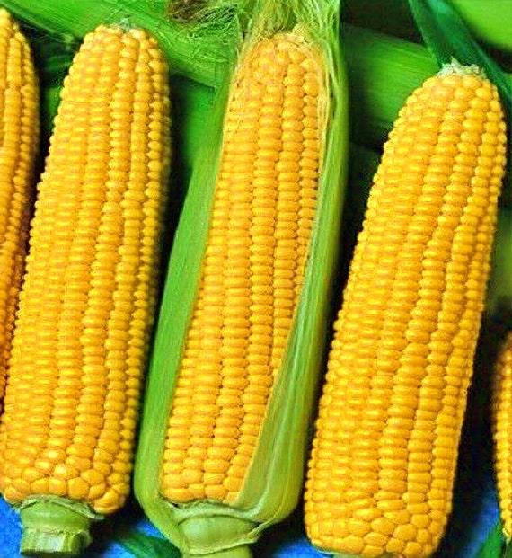 Jubilee sweet corn