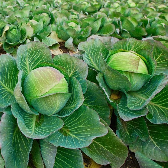 Brunswick cabbage