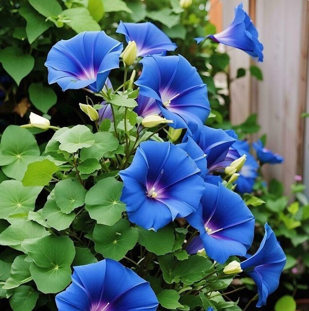 Purple morning glory