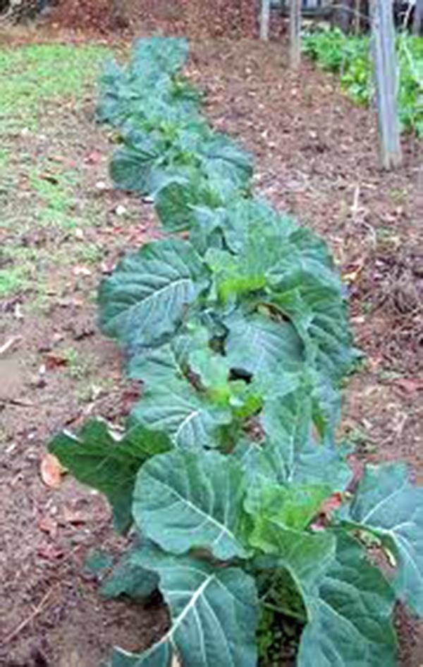 Champion collards
