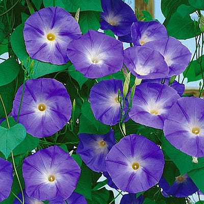 Purple morning glory