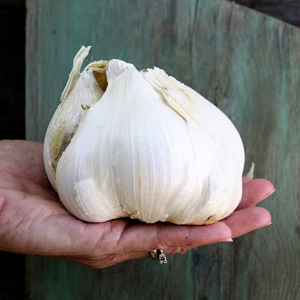 Elephant garlic