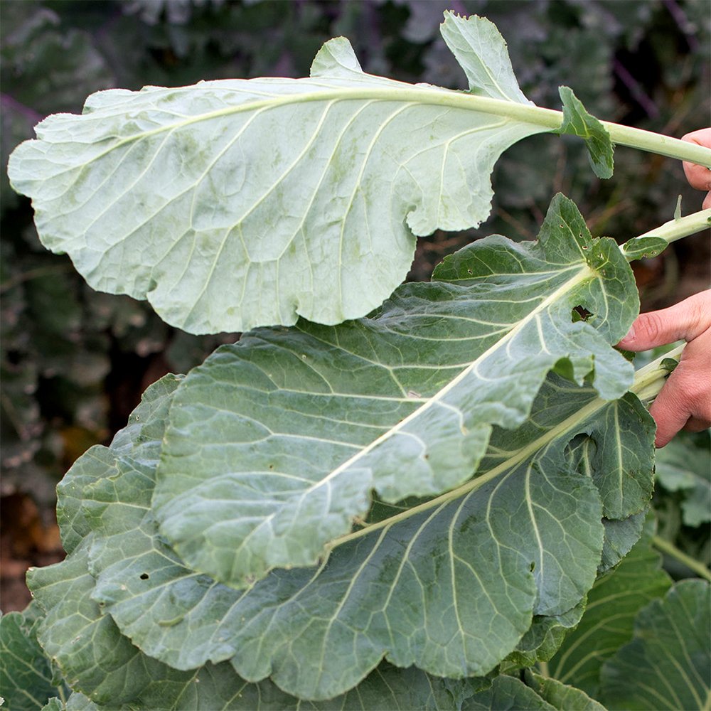 Georgia southern collard greens