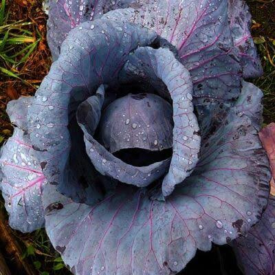 Red Acre Cabbage