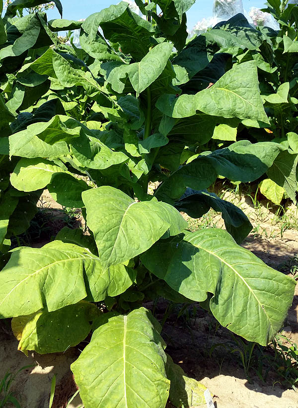 Mammoth Gold Tobacco