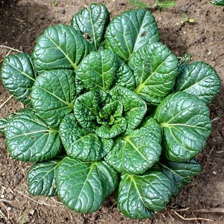 Tatsoi Chinese Cabbage