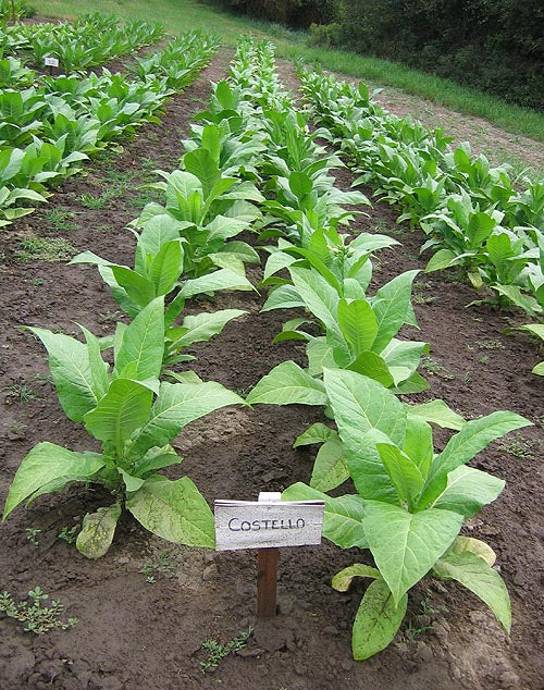 Farm Hand Seeds Costello
