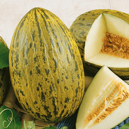 Piel de Sapo Heirloom Melon