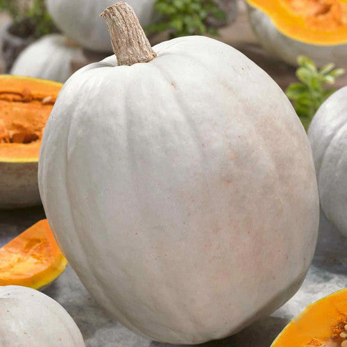 Super moon giant pumpkin