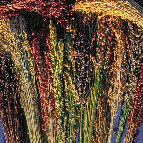 Broom corn mixed colors