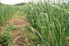 California giant garlic
