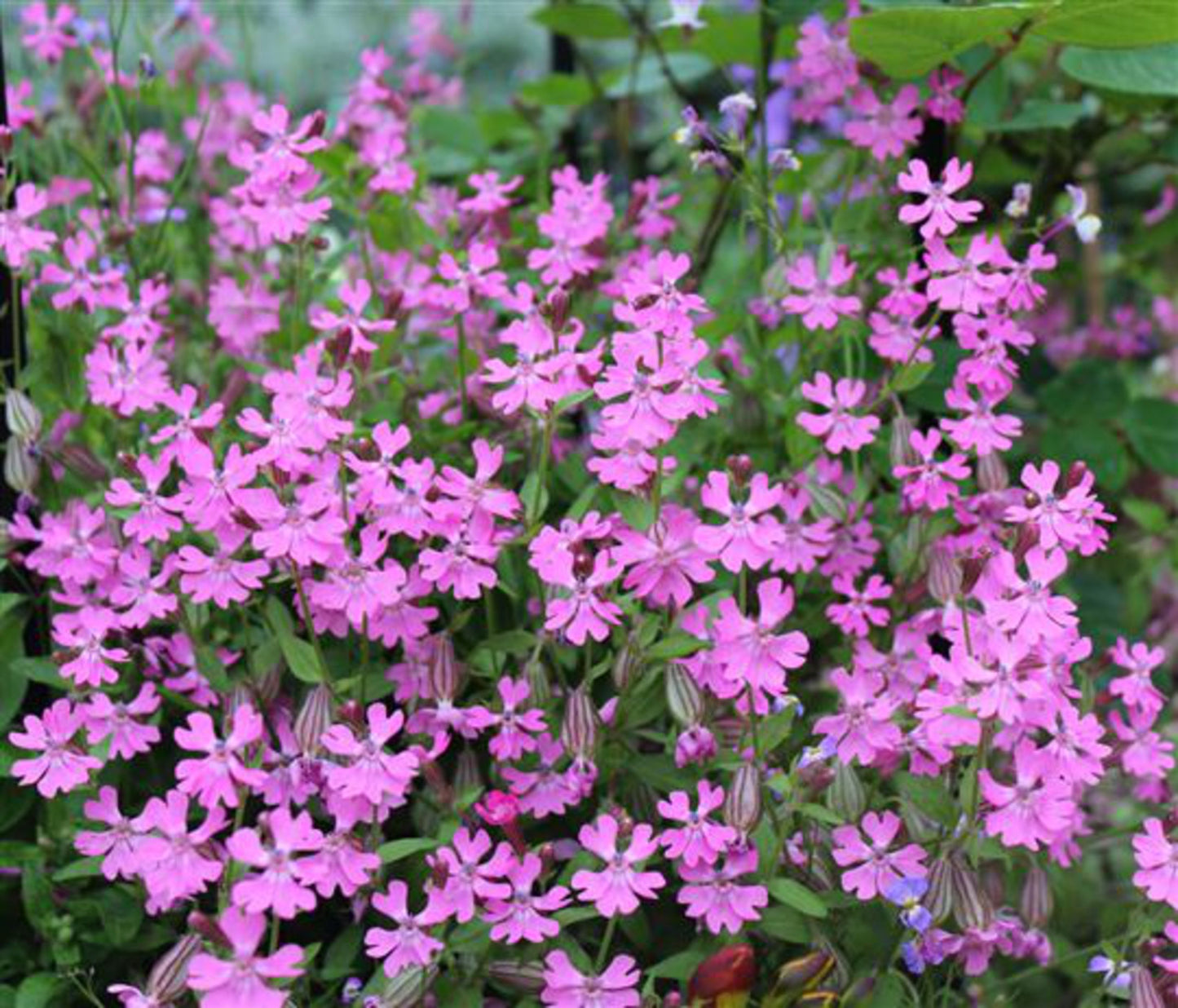 Nodding Catchfly Annual Flower