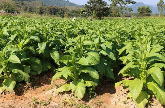 Polish Tobacco