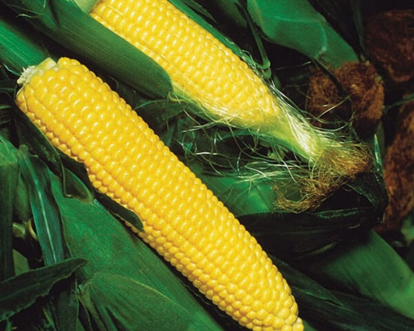 Jubilee sweet corn