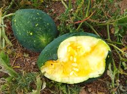 Moon & stars yellow flesh watermelon