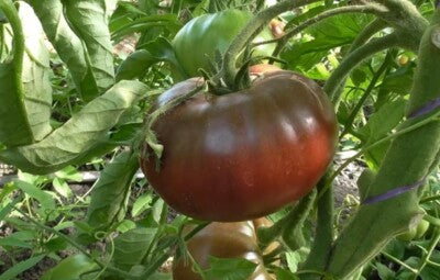 Black prince tomato