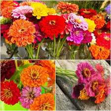 Fruity beauty zinnia mix