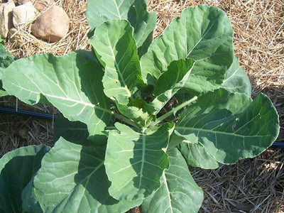 Georgia southern collard greens
