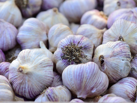 Siberian garlic
