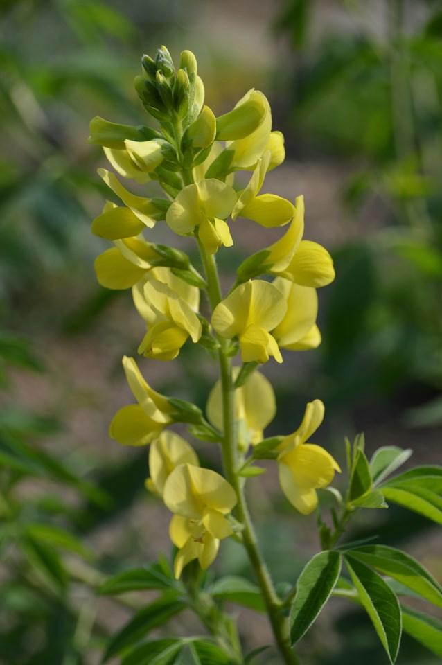 Golden lupine