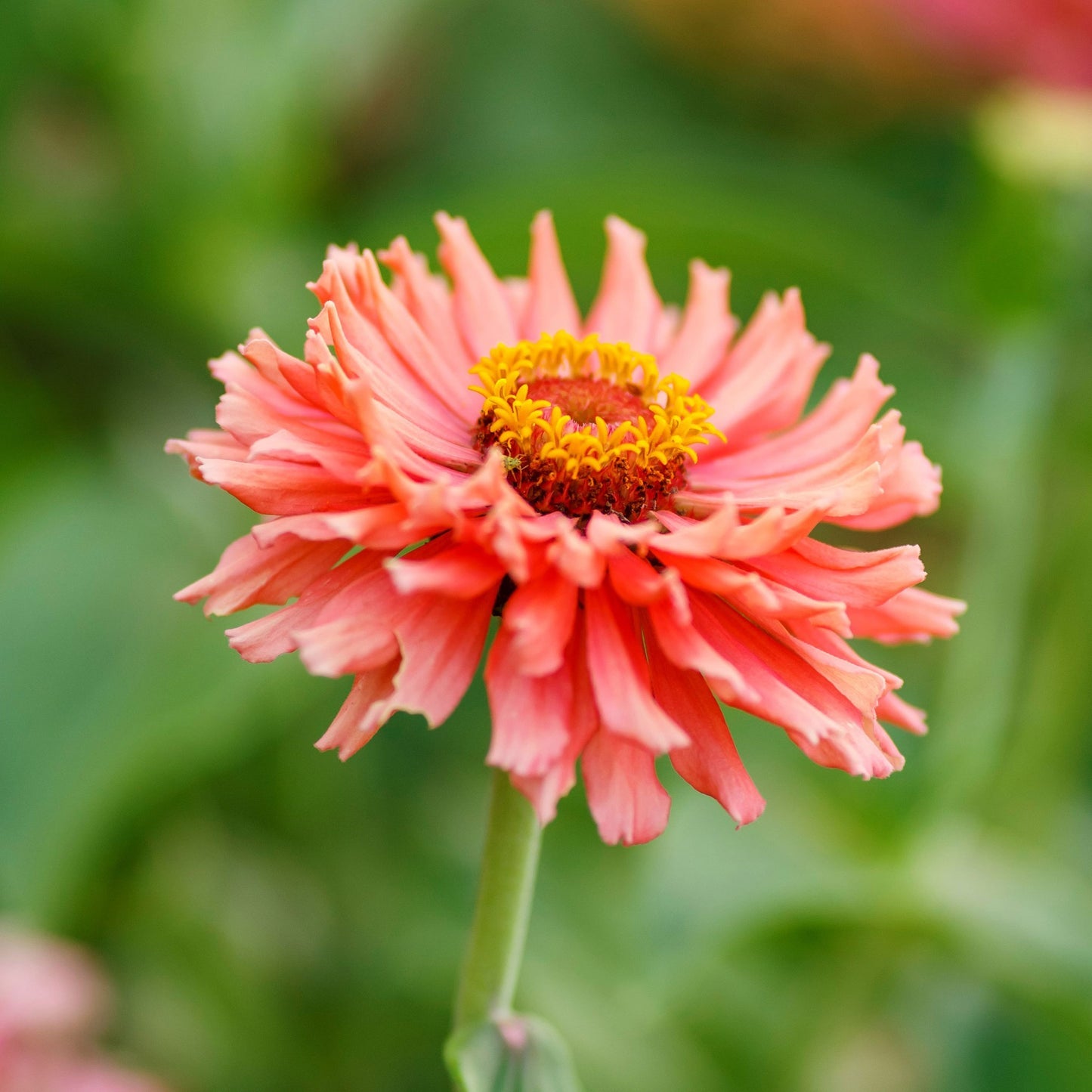 Rose giant cactus zinnia
