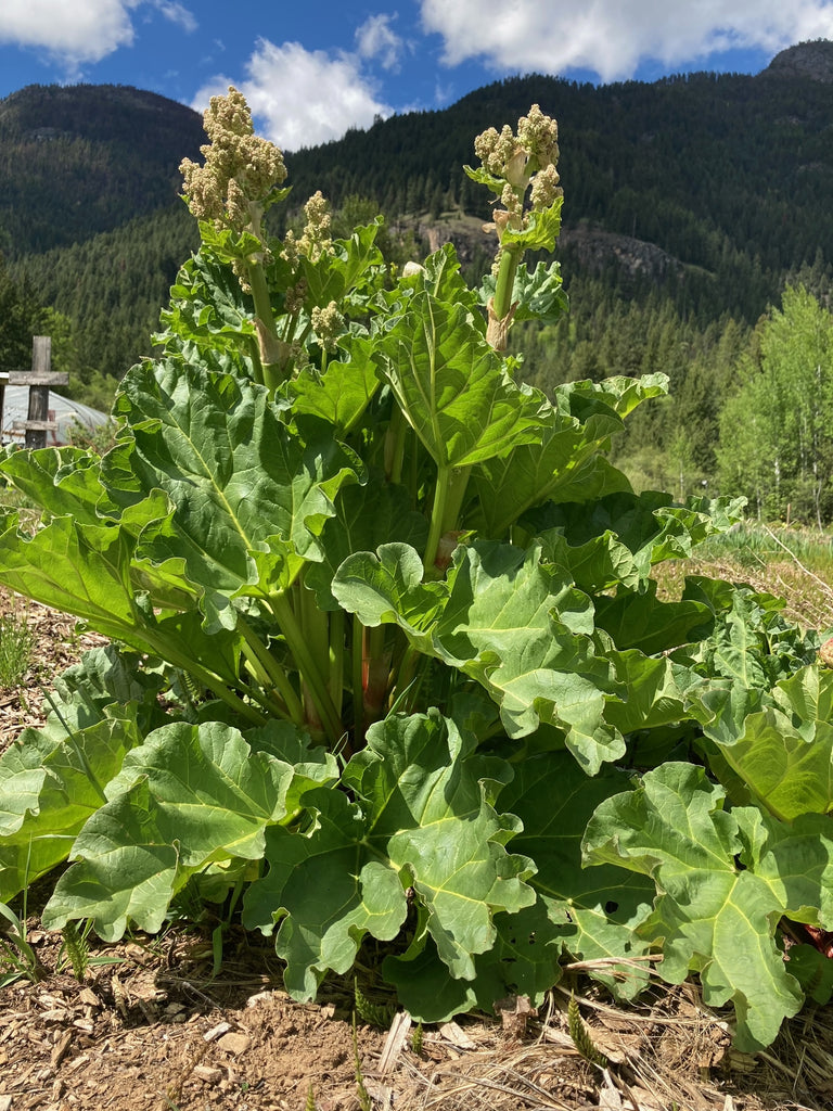 Victoria rhubarb