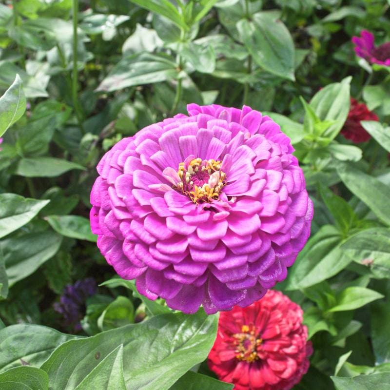 Lavender zinnia