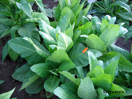 Farm.hand.seeds Nicotiana Sylvestris