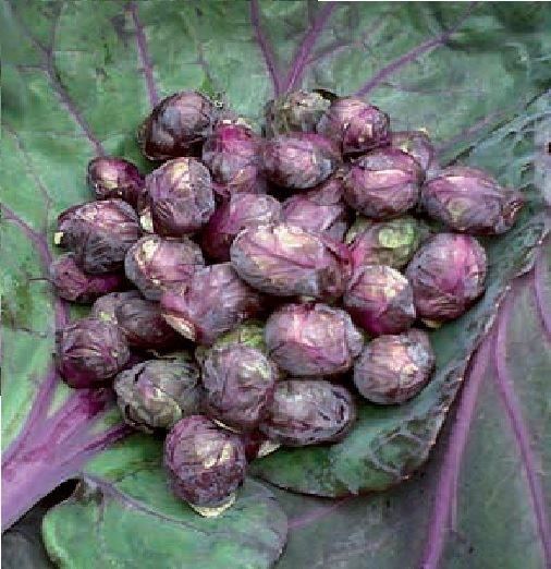 Red Bull Brussel Sprouts