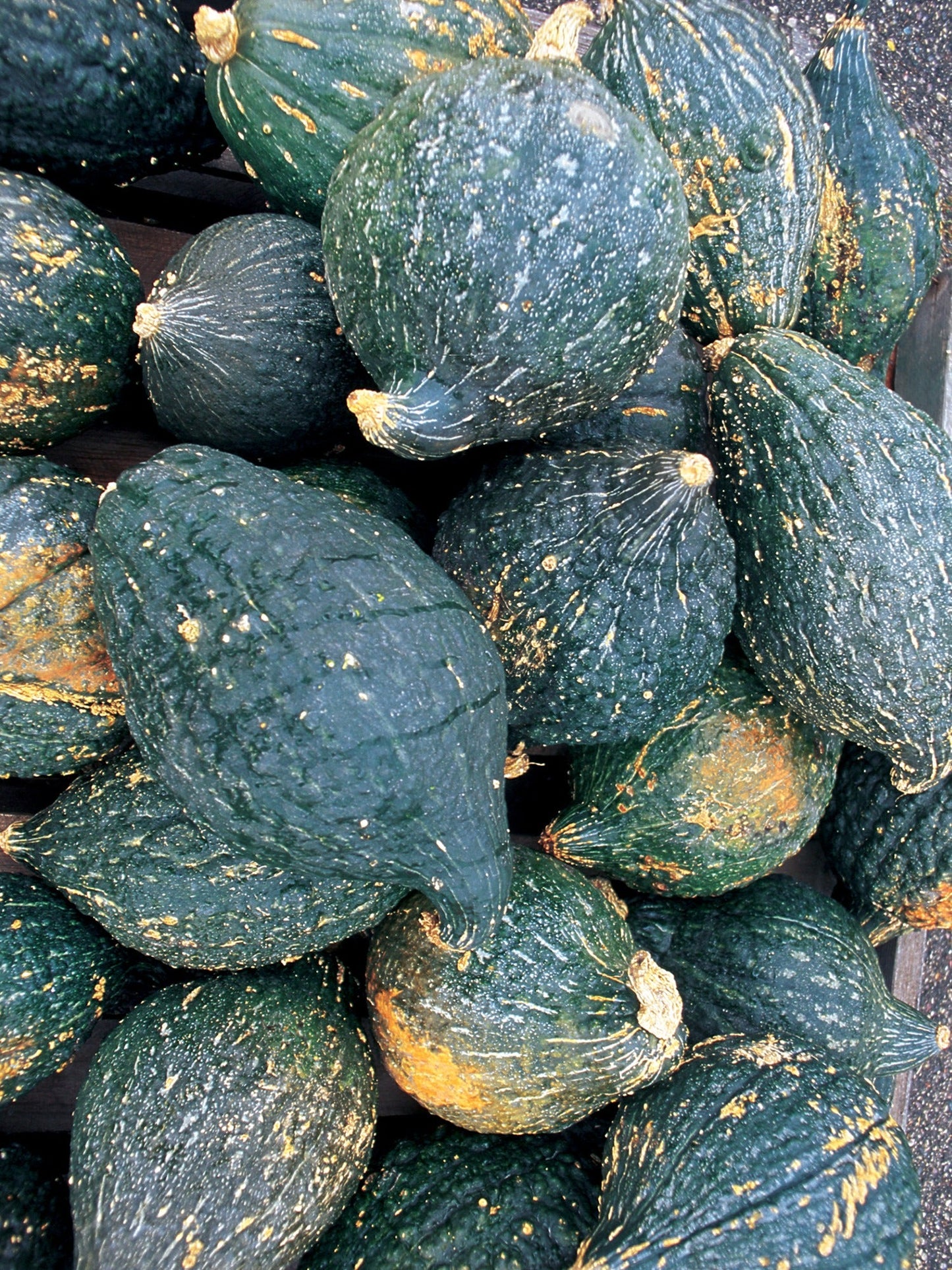 True Green Hubbard Winter Squash