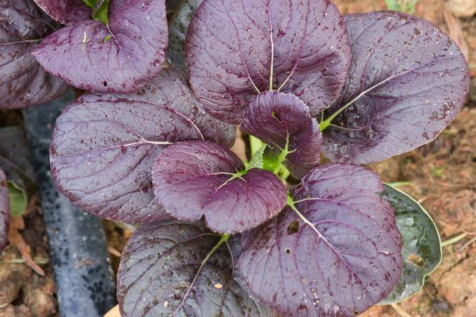 Purple bok choi