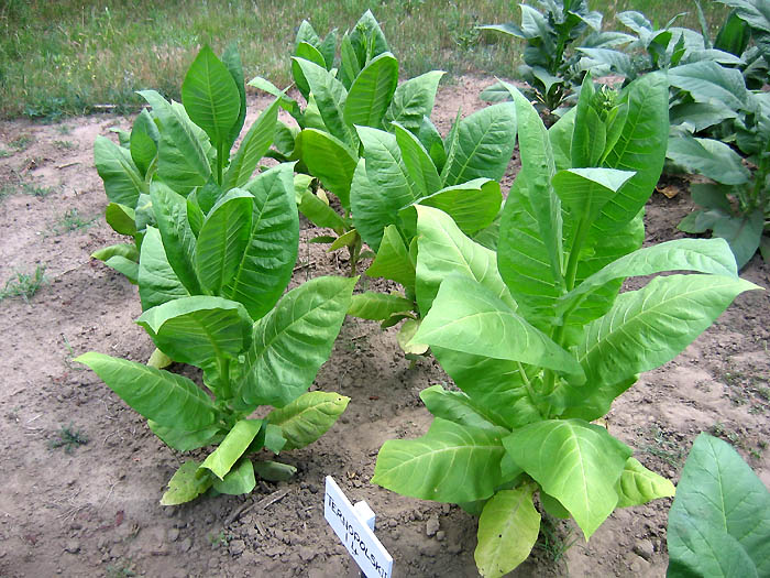 Ternopolskii 14 Tobacco