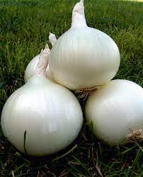 White grano short day onion