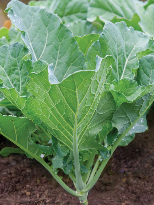 Georgia southern collard greens