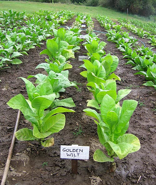 Farm Hand Seeds Golden Wilt Tobacco 