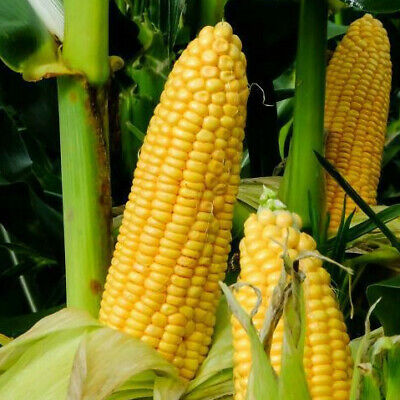 Honey select sweet corn f1