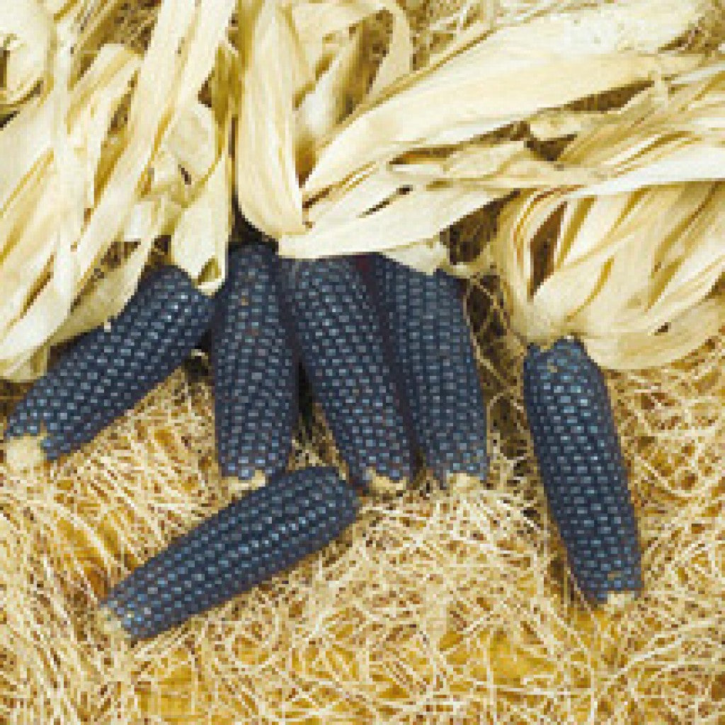 Blue Shamans popcorn seed