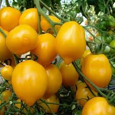 Lemon plum tomato
