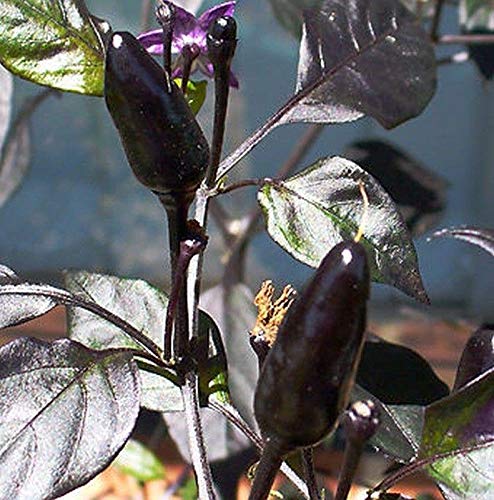 Farm.hand.seeds Royal black pepper